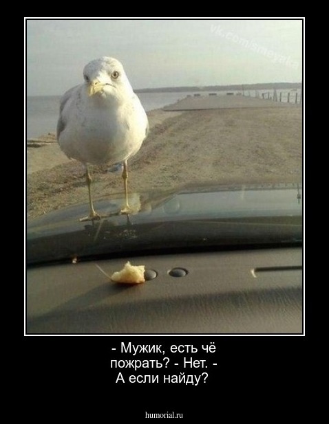 - Мужик, есть чё пожрать? - Нет. - А если найду?