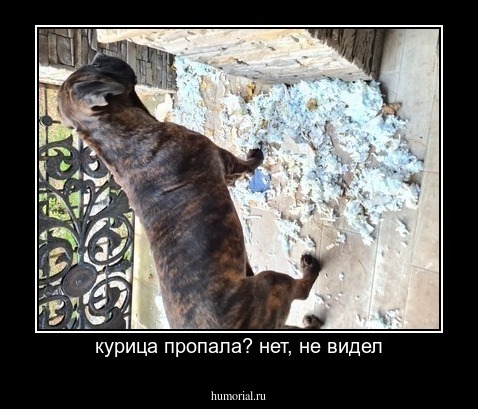 курица пропала? нет, не видел