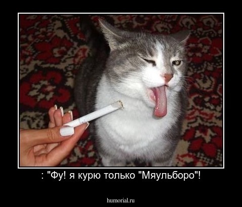 : "Фу! я курю только "Мяульборо"!