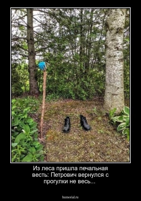 Из леса пришла печальная весть: Петрович вернулся с прогулки не весь...