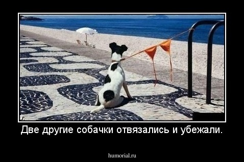 Две другие собачки отвязались и убежали.