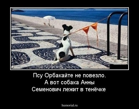 Псу Орбакайте не повезло. А вот собака Анны Семенович  лежит в тенёчке 