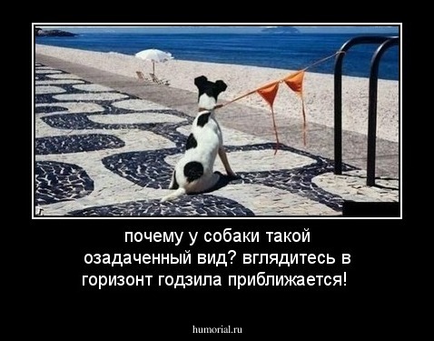 почему у собаки такой озадаченный вид? вглядитесь в горизонт годзила приближается!