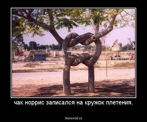 чак норрис записался на кружок плетения.