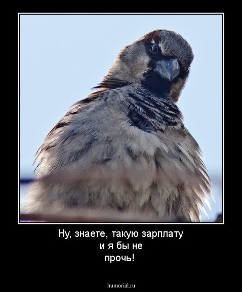 Ну, знаете, такую зарплату и я бы не прочь!