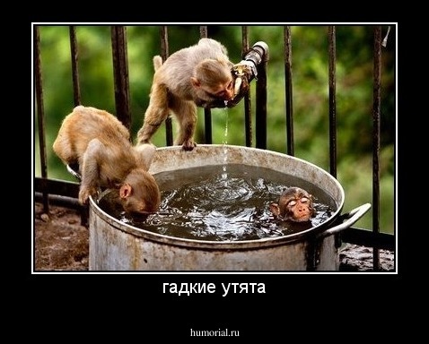 гадкие утята