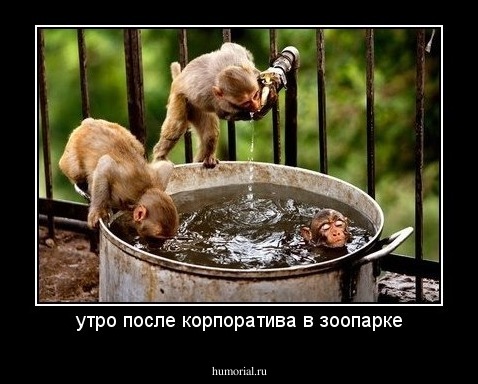 утро после корпоратива в зоопарке