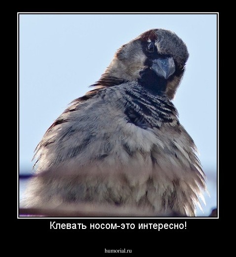 Клевать носом-это интересно!