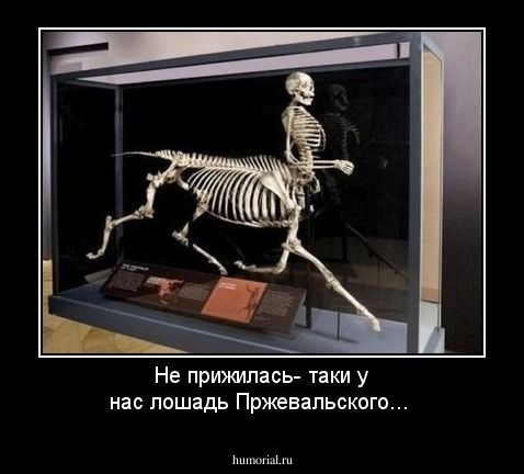 Не прижилась- таки у нас лошадь Пржевальского...