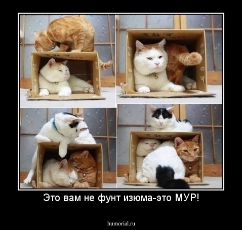 Это вам не фунт изюма-это МУР!