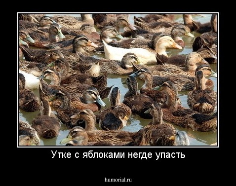 Утке с яблоками негде упасть