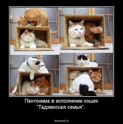Пантонима в исполнении кошек “Таджикская семья”.