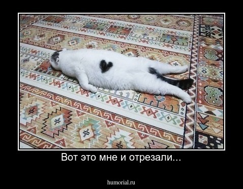 Вот это мне и отрезали...