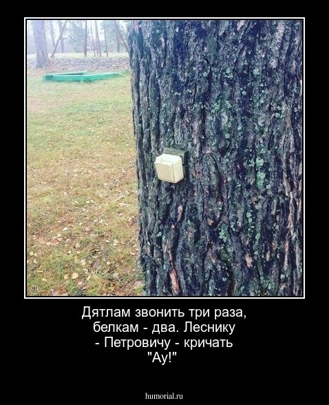  Дятлам звонить три раза, белкам - два. Леснику - Петровичу - кричать "Ау!"