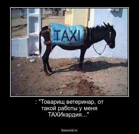  : "Товарищ ветеринар, от такой работы у меня ТАХИкардия..."
