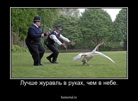 Лучше журавль в руках, чем в небе.