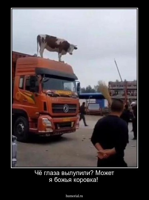 Чё глаза вылупили? Может я божья коровка!