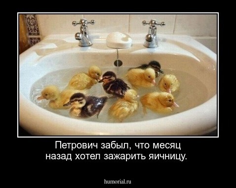 Петрович забыл, что месяц назад хотел зажарить яичницу.