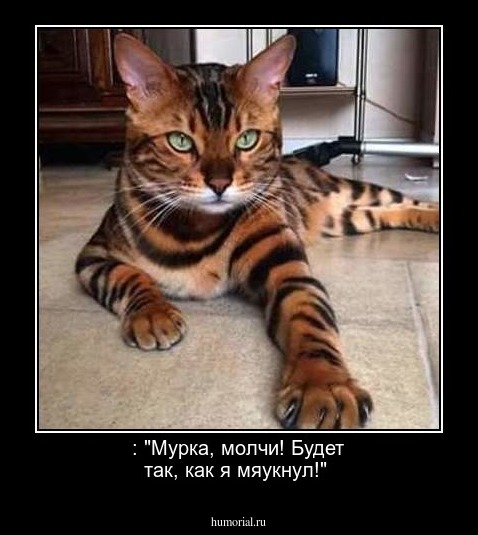  : "Мурка, молчи! Будет так, как я мяукнул!"