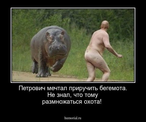 Петрович мечтал приручить  бегемота. Не знал, что тому размножаться охота!