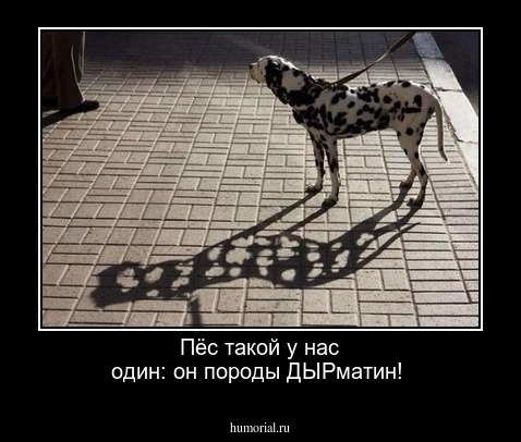 Пёс такой у нас один: он породы ДЫРматин!