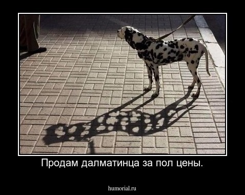 Продам далматинца за пол цены.