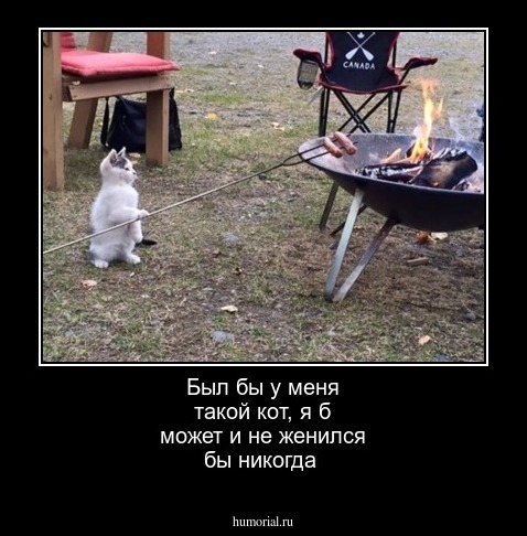 Был бы у меня такой кот, я б может и не женился бы никогда