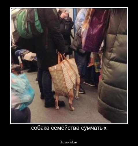 собака семейства сумчатых
