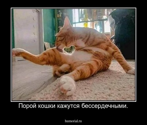 Порой кошки кажутся бессердечными.