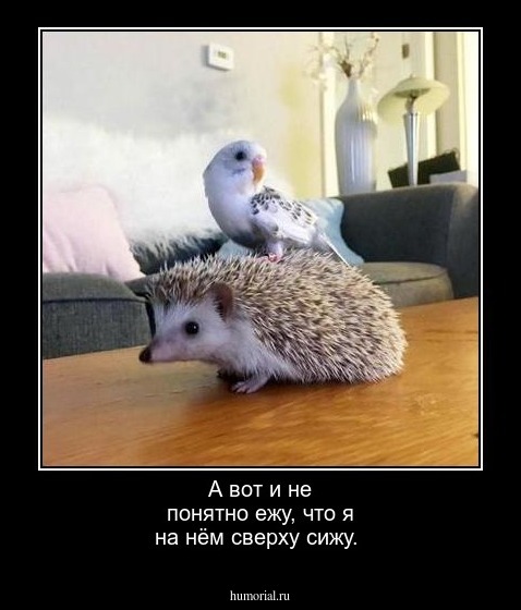 А вот и не понятно ежу, что я на нём сверху сижу.