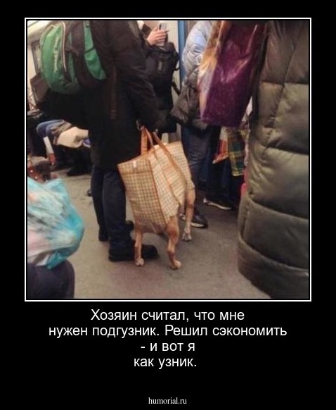Хозяин считал, что мне нужен подгузник. Решил сэкономить - и вот я как узник.