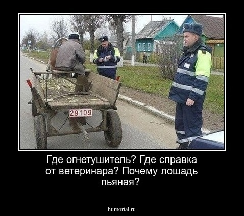  Где огнетушитель? Где справка от ветеринара? Почему лошадь пьяная?