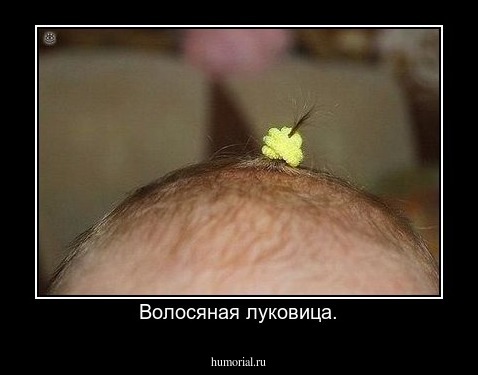 Волосяная луковица.