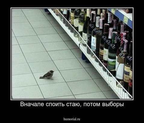 Вначале споить стаю, потом выборы