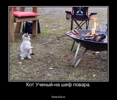 Кот Ученый-на шеф повара.