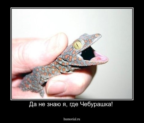 Да не знаю я, где Чебурашка! 