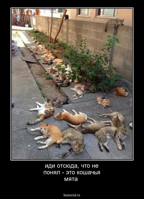 иди отсюда, что не понял - это кошачья мята
