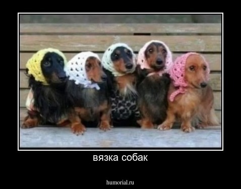 вязка собак