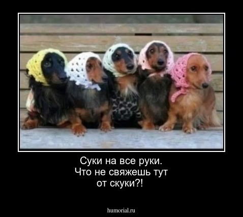 Суки на все руки.  Что не свяжешь тут от скуки?!