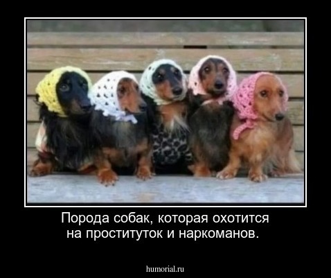 Порода собак, которая охотится на проституток и наркоманов.