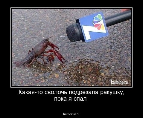 Какая-то сволочь подрезала ракушку, пока я спал