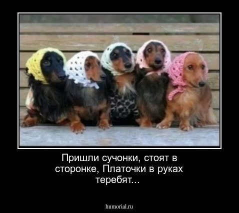 Пришли сучонки, стоят в сторонке,
Платочки в руках теребят...
 
