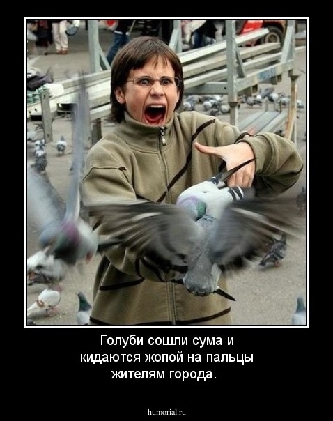 Голуби сошли сума и кидаются жопой на пальцы жителям города.