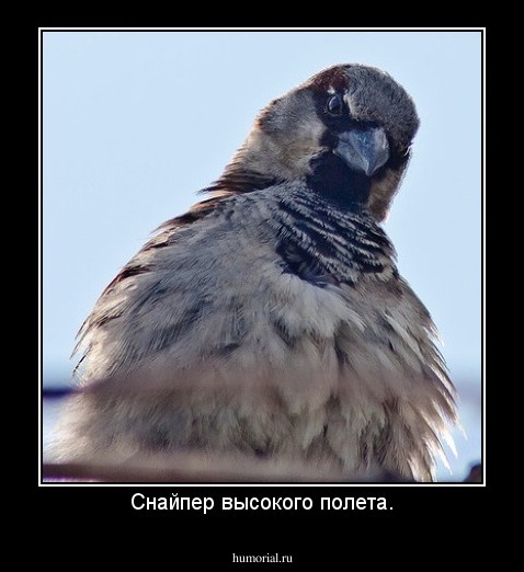 Снайпер высокого полета.