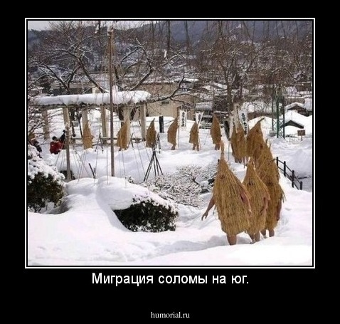 Миграция соломы на юг.