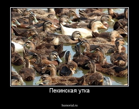 Пекинская утка