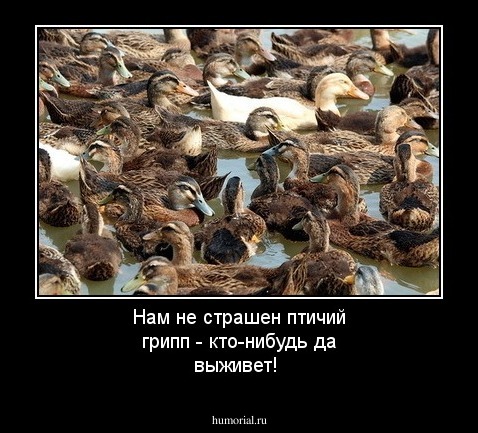Нам не страшен птичий грипп - кто-нибудь да выживет!