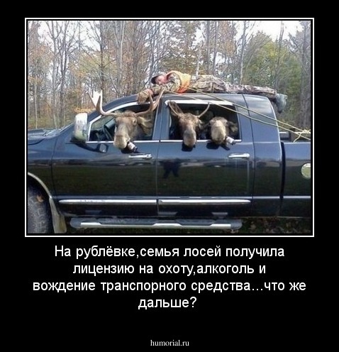 На рублёвке,семья лосей получила лицензию на охоту,алкоголь и вождение транспорного средства...что же дальше? 
