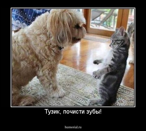 Тузик, почисти зубы!