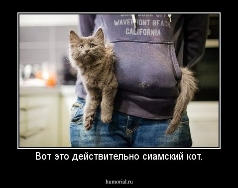 Вот это действительно сиамский кот.